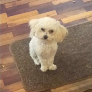 Meet your Posher, Guido